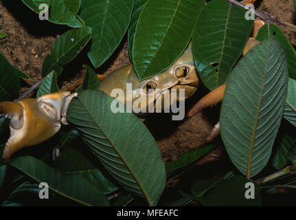 Granchi terrestri endemiche lagostoma Gecarcinus nascondendo in guaiava arbusti Isola di Ascensione, Oceano Atlantico Foto Stock