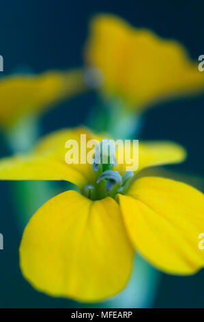 WESTERN VIOLACIOCCA Erysimum capitatum Dettaglio, Siskiyou Mountains, Southern Oregon, Stati Uniti d'America Foto Stock