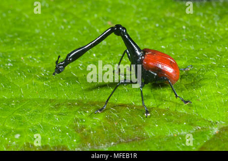 La giraffa il collo curculione Trachelophorus giraffa Andasibe-Mantadia National Park, Perinet Riserva, Madagascar. Selvatica Foto Stock