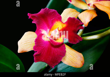 Foto macro di rosso dendrobium orchid con sfondo nero Foto Stock