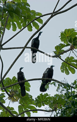 TRINIDAD PIPING GUANS Aburria pipile Northern Range, Trinidad. In via di estinzione. Endemica. Foto Stock