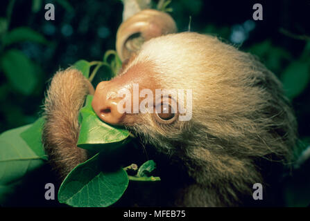 HOFFMAN a due dita bradipo Choloepus hoffmani alimentazione di Monte Verde, Costa Rica Foto Stock