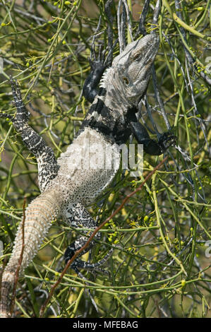 Spinosa-tailed IGUANA Ctenosaura hemilopha conspicuousa endemica sub-specie feed sul Palo Verde treeIsla San Esteban, Baja California, Mare di Cortes, Me Foto Stock