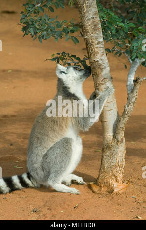 Anello-tailed LEMUR Lemur catta sniffing profumo territoriale Berenty Riserva, Madagascar Foto Stock