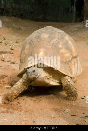 MADAGASCAR VOMERE TARTARUGA Geochelone yniphora maschio nel programma di riproduzione in cattività, Durrell Wildlife Trust in via di estinzione, Madagascar Foto Stock