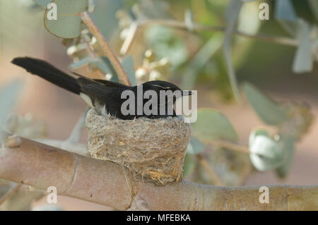 WILLIE WAGTAIL a tazza di nido, Rhipidura leucophrys; Australia Foto Stock