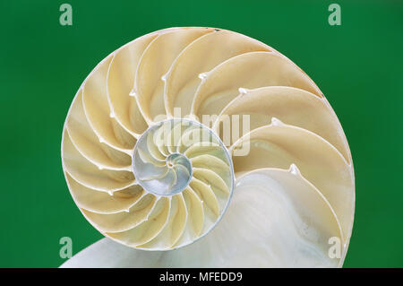 CHAMBERED o perlacea Nautilus Nautilus pompilus sezione trasversale attraverso la shell Foto Stock