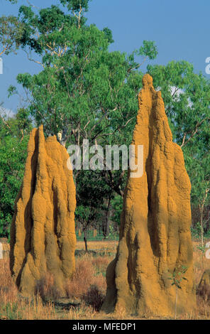 Cattedrale TERMITE TUMULI Nasutitermes triodiae estremità superiore, il Territorio del Nord, l'Australia Foto Stock