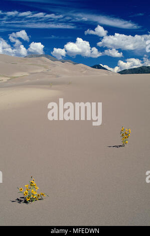 PRAIRIE GIRASOLI sulle dune Helianthus petiolaris grandi dune di sabbia Monumento Nazionale, Colorado, STATI UNITI D'AMERICA Foto Stock