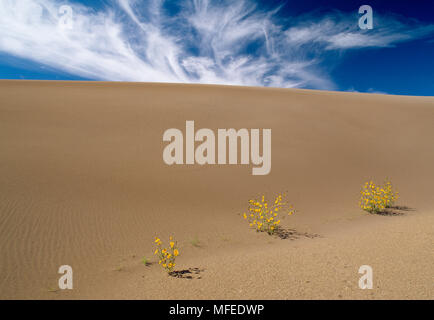 PRAIRIE GIRASOLI & cirrus nuvole Helianthus petiolaris grandi dune di sabbia Monumento Nazionale, Colorado, STATI UNITI D'AMERICA Foto Stock