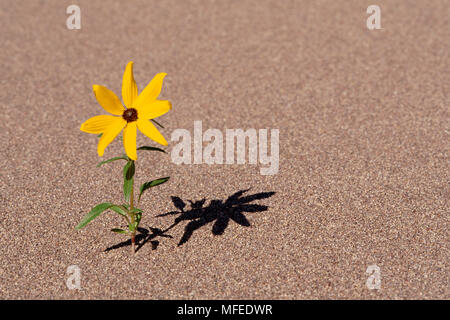 PRAIRIE girasole Helianthus petiolaris in fiore sulle dune di sabbia. Grandi dune di sabbia Monumento Nazionale, Colorado Foto Stock