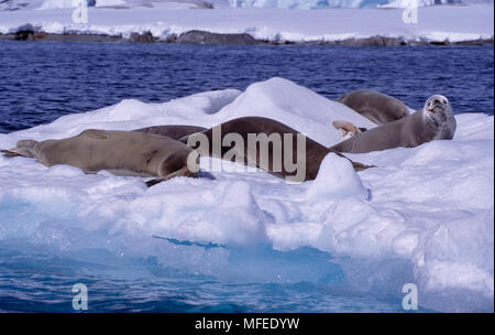 CRABEATER guarnizioni di tenuta su ghiaccio floe Lobodon carcinophagus Penisola Antartica Foto Stock