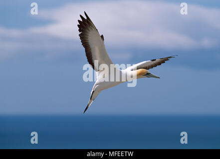 AUSTRALASIAN GANNETT in volo Sula serrator Cape rapitori, Isola del nord, Nuova Zelanda Foto Stock