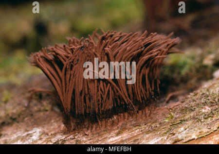 Stampo di fango Stemonitis splendens Sporangia, Michigan, Stati Uniti d'America. Foto Stock