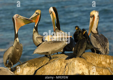 Pellicani marroni & doppio cormorani crestato Pelecanus occidentalis & Phalocrocorax auritus sulla scogliera nell'area di riposo. La Jolla, California, Stati Uniti d'America. Foto Stock