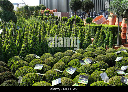 Topiaria da piante in centro giardino, Norfolk, Inghilterra Foto Stock