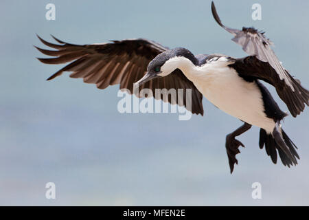 Nero-di fronte cormorano (Phalacrocorax fuscescens), fam. Phalacrocoracidae, Kangaroo Island, South Australia, Australia Foto Stock