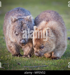 Wombat comune (Vombatus ursinus), fam. Vombatidae, Marsupialia, grande scavando mamals, maschio sulla destra e sinistra femmina, Narawntapu National Park, Tasman Foto Stock