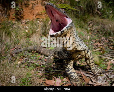 Monitor di pizzo (Varanus varius), fam. Varanidae, aggressivo/posizione difensiva, Tuggolo la foresta di stato, Nuovo Galles del Sud, Australia Foto Stock