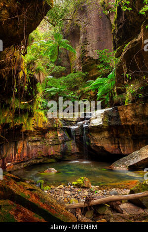 Moss giardino, l'acqua lentamente trafili attraverso la pietra arenaria creare questa oasi della foresta pluviale, Carnarvon National Park, Queenland, Australia Foto Stock