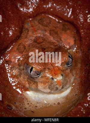 Scavando Frog (Neobatrachus spp.), fam. Myobatrachidae, questo individuo scava verso il basso nella sabbia bagnata dove in un bozzolo di capannone pelle può sopravvivere anni o Foto Stock