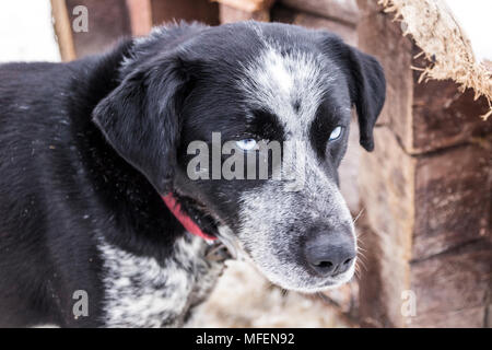 Un bel cane con luminosi occhi blu Foto Stock