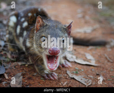 Avvistato-tailed Quoll (Dasyurus maculatus), fam. Dasyuridae, Marsupialia, Femmina, animale è stato catturato e rilasciato durante la fauna sondaggio, la bocca è inoltre di distanziare Foto Stock