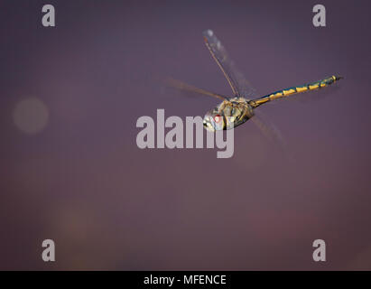 Tau (smeraldo Hemicordulia tau), fam. Hemicorduliidae, stazione Mulyangarie, South Australia, Australia Foto Stock