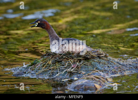 Australasian svasso (Tachybaptus novaehollandiae), fam. Podicipedidae, Adulti chiamando dal nido mount, Hervey Bay, Queensland, Australia, adulto su nest Foto Stock