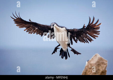 Nero-di fronte cormorano (Phalacrocorax fuscescens), fam. Phalacrocoracidae, Kangaroo Island, South Australia, Australia Foto Stock