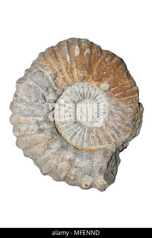 Ammonita fossili Acanthoceras sp. Cretaceo, Marocco Foto Stock