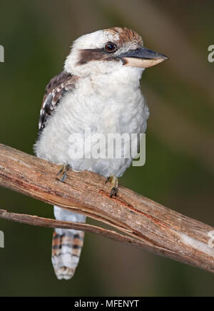 Ridendo Kookaburra (Dacelo novaeguineae), fam. Halcyonidae, il più grande del mondo di kingfisher, Hornsby, Nuovo Galles del Sud, Australia Foto Stock