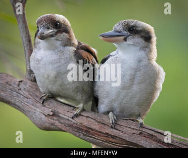 Ridendo Kookaburra (Dacelo novaeguineae), fam. Halcyonidae, il più grande del mondo di kingfisher, Hornsby, Nuovo Galles del Sud, Australia Foto Stock