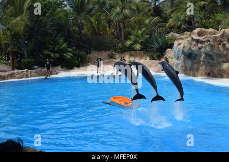 Animali'orcas' orche'gorilla"white tiger'pinguini imperatore"tartarughe giganti'repanda d'loro parque'tenerife'canaty isole. Foto Stock