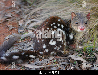 Avvistato-tailed Quoll (Dasyurus maculatus), fam. Dasyuridae, Marsupialia, Femmina, singoli è stato catturato e rilasciato durante la fauna sondaggio, Tuggolo Stat Foto Stock