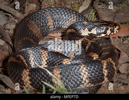 Stephen' serpente a bande (Hoplocephalus stephensii), fam. Elapidae, blandamente velenosa, Tuggolo la foresta di stato, Nuovo Galles del Sud, Australia Foto Stock