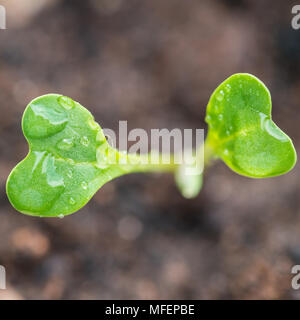 Una macro shot di Broccolo romanesco piantina. Foto Stock