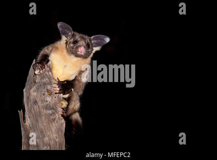 A becco giallo glider (Petaurus australis), fam. Petauridae, Marsupialia, questa donna è stata intrappolata e rilasciato durante la fauna sondaggio, Carnarvon National Foto Stock