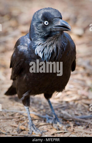 Australian Corvo Imperiale (Corvus coronoides), fam. Corvidae, Nullabor, Australia occidentale, Australia Foto Stock