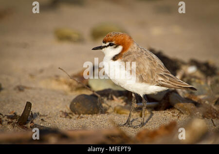 Red-capped Plover (Charadrius ruficapillus), fam. Haematopodidae, maschio, Wynyard, Tasmania, Australia Foto Stock