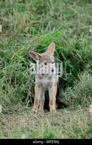 Argento-backed jackal pup al di fuori del sito den, Caracias caudata; Masai Mara, Kenya. Foto Stock