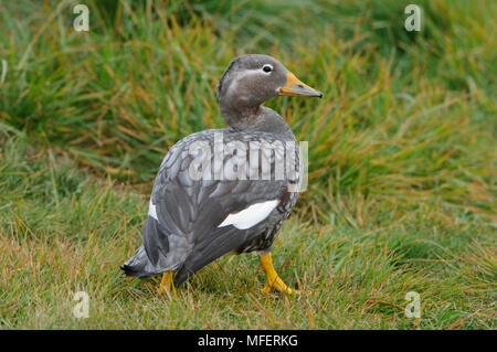 Vapore volante duck, Tachyeres patachonicus; Patagonia, Cile Foto Stock