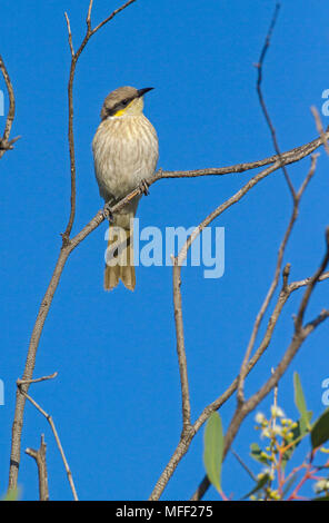 Il canto Honeyeater (Lichenostomus virescens), fam. Meliphagidae, stazione Mulyangarie, South Australia, Australia Foto Stock