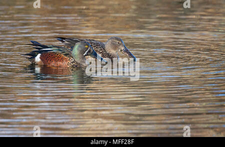 Australasian mestolone (Anas rhynchotis), fam. Anatidi, coppia, Lago Zott, Nuovo Galles del Sud, Australia Foto Stock