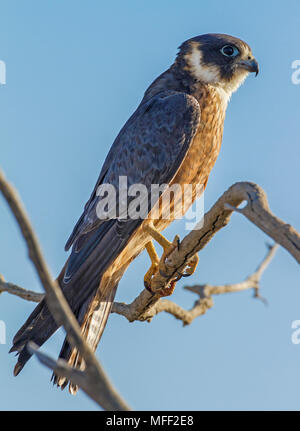 Australian Hobby (Falco longipennis), Fam.Falconidi, stazione Mulyangarie, South Australia, Australia Foto Stock