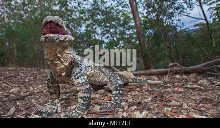 Monitor di pizzo (Varanus varius), fam. Varanidae, Guy Fawkes National Park, New South Wales, Australia Foto Stock