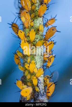 Milkweed afidi (Aphis nerii), fam. Scarabaeidae, alimentando sul cotone Narrow-Leaf Bush, Guy Fawkes National Park, New South Wales, Australia Foto Stock