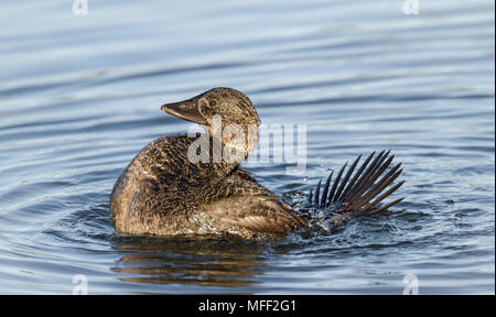 Il muschio anatra (Biziura lobata), fam. Anatidi, Femmina, Lago Zott, Nuovo Galles del Sud, Australia Foto Stock