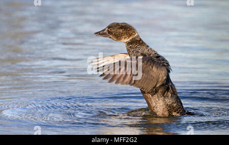 Il muschio anatra (Biziura lobata), fam. Anatidi, Femmina, Lago Zott, Nuovo Galles del Sud, Australia Foto Stock