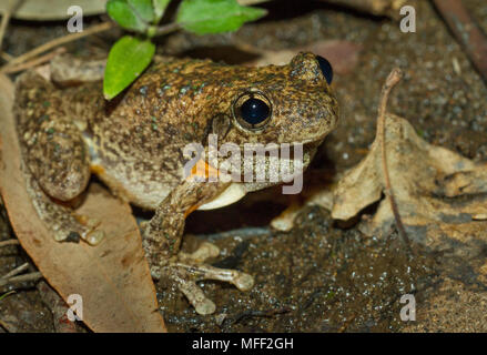 Peron la raganella (Litoria peronii), fam. Hylidae, Warrumbungle National Park, New South Wales, Australia Foto Stock